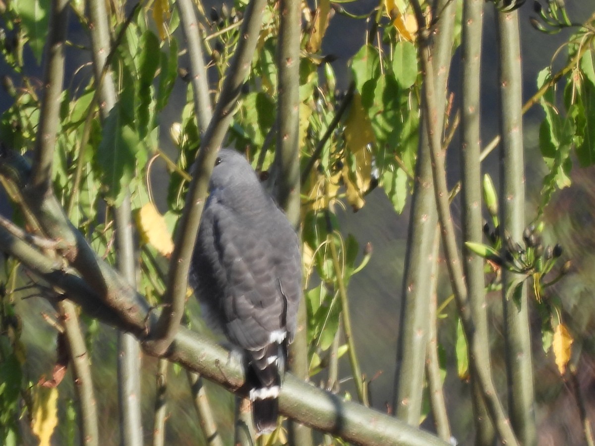Gray Hawk - ML646359176