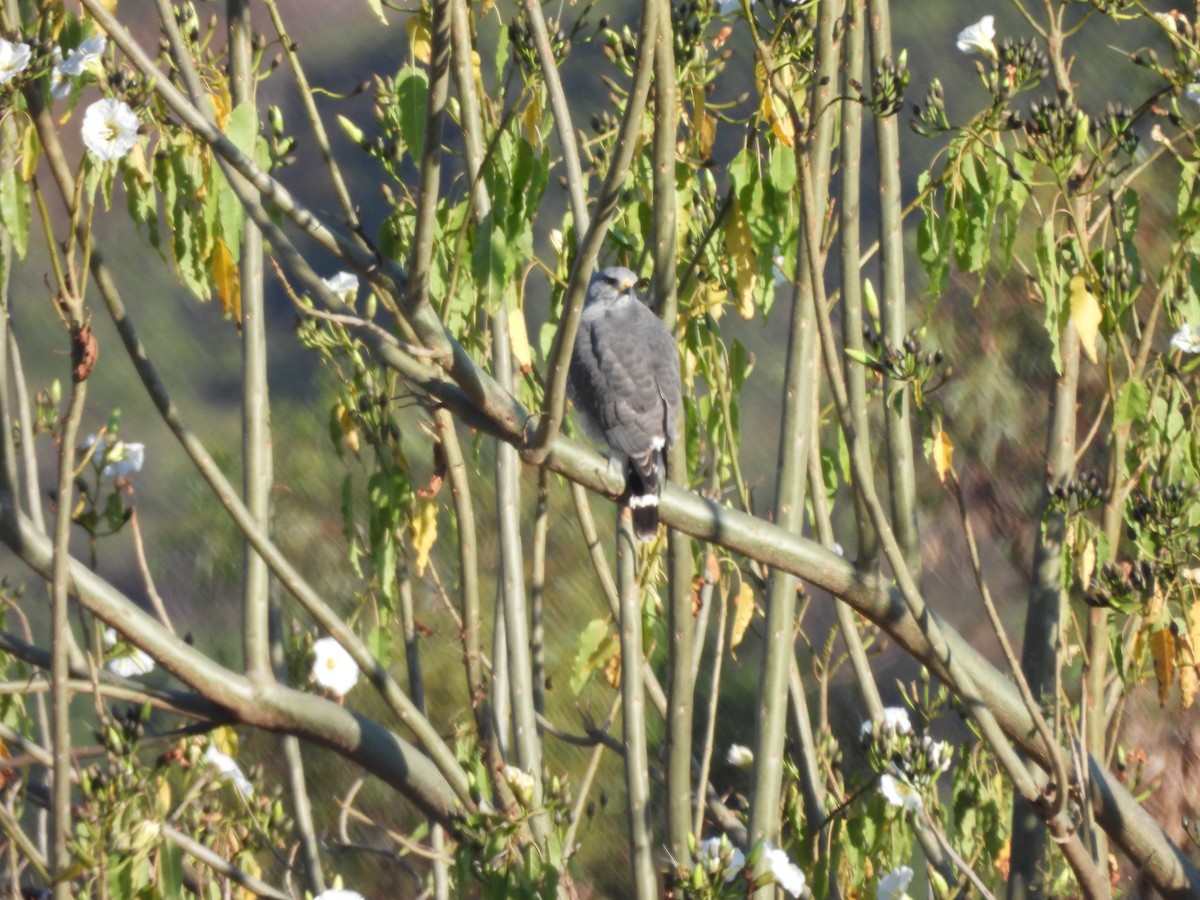 Gray Hawk - ML646359177