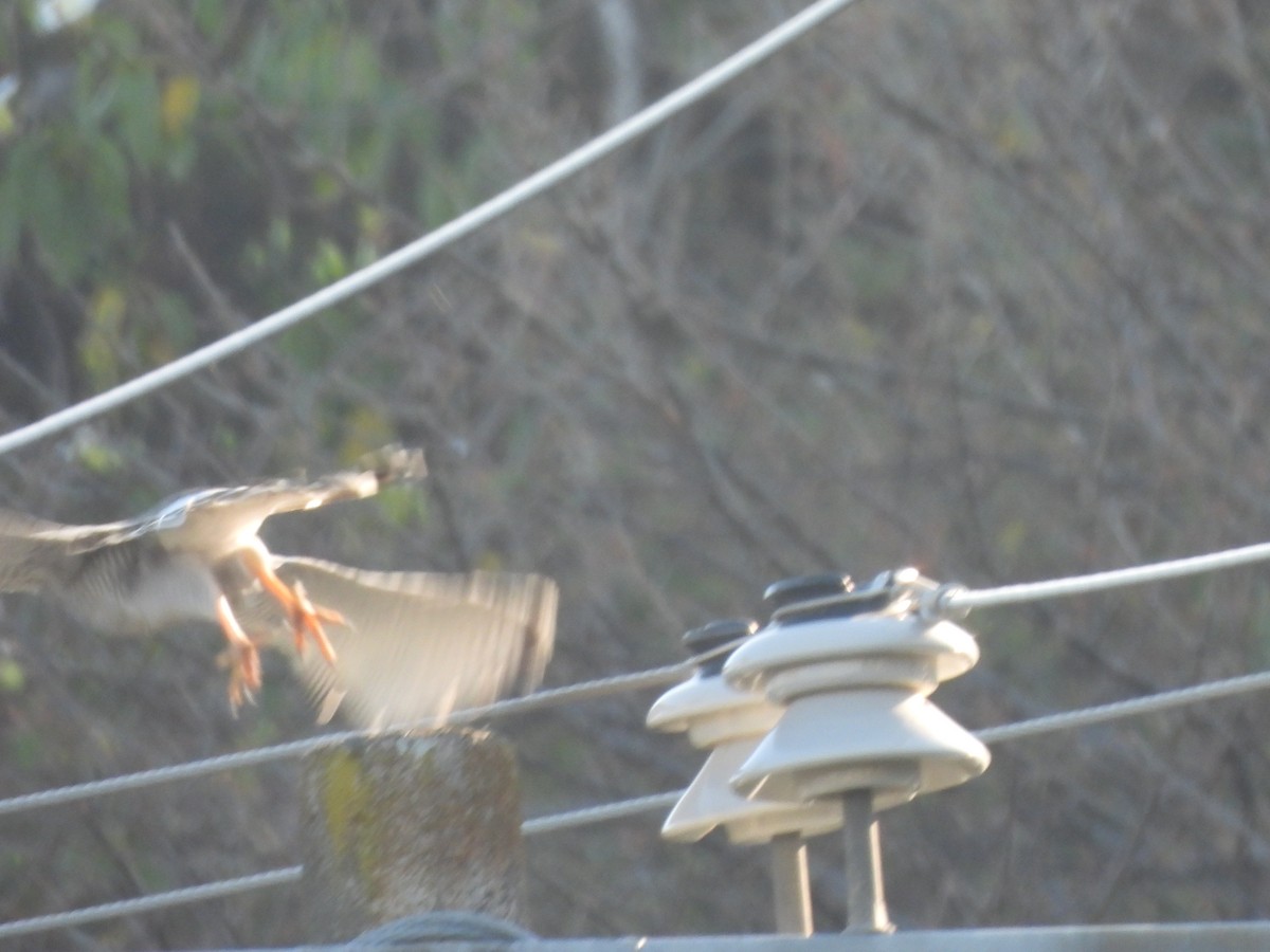 Gray Hawk - ML646359178