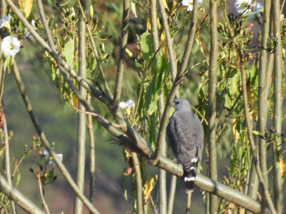 Gray Hawk - ML646359179