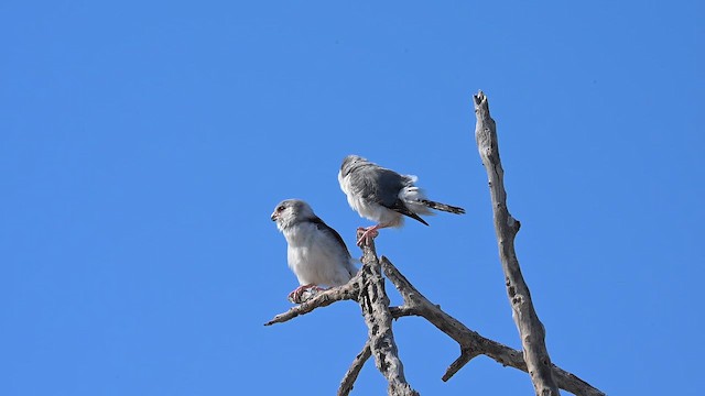 afrikapygméfalk - ML646359180