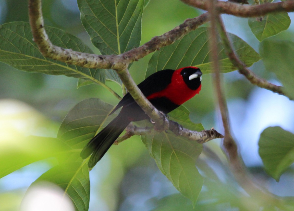 Masked Crimson Tanager - ML646359181