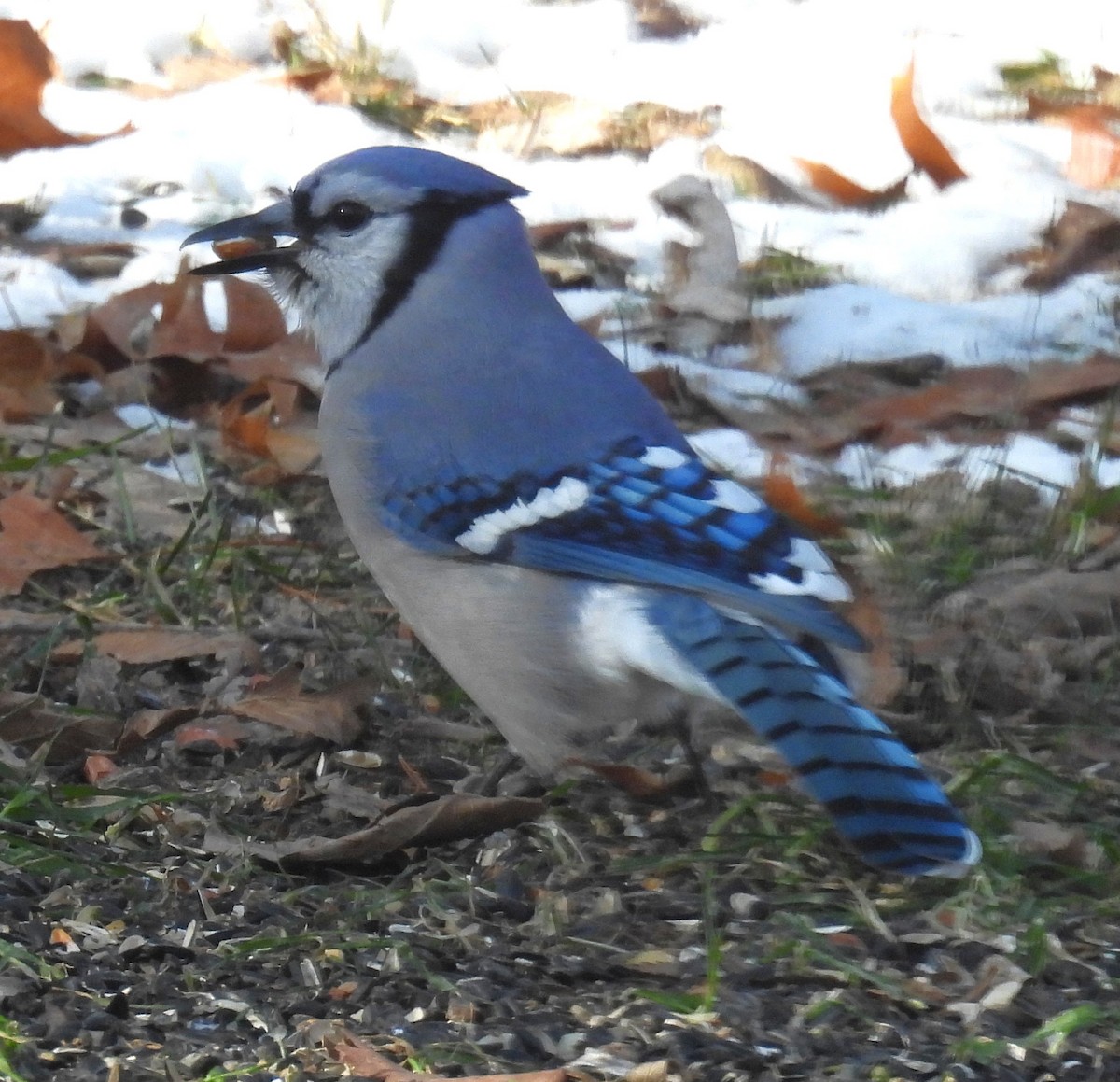 Geai bleu - ML646359184