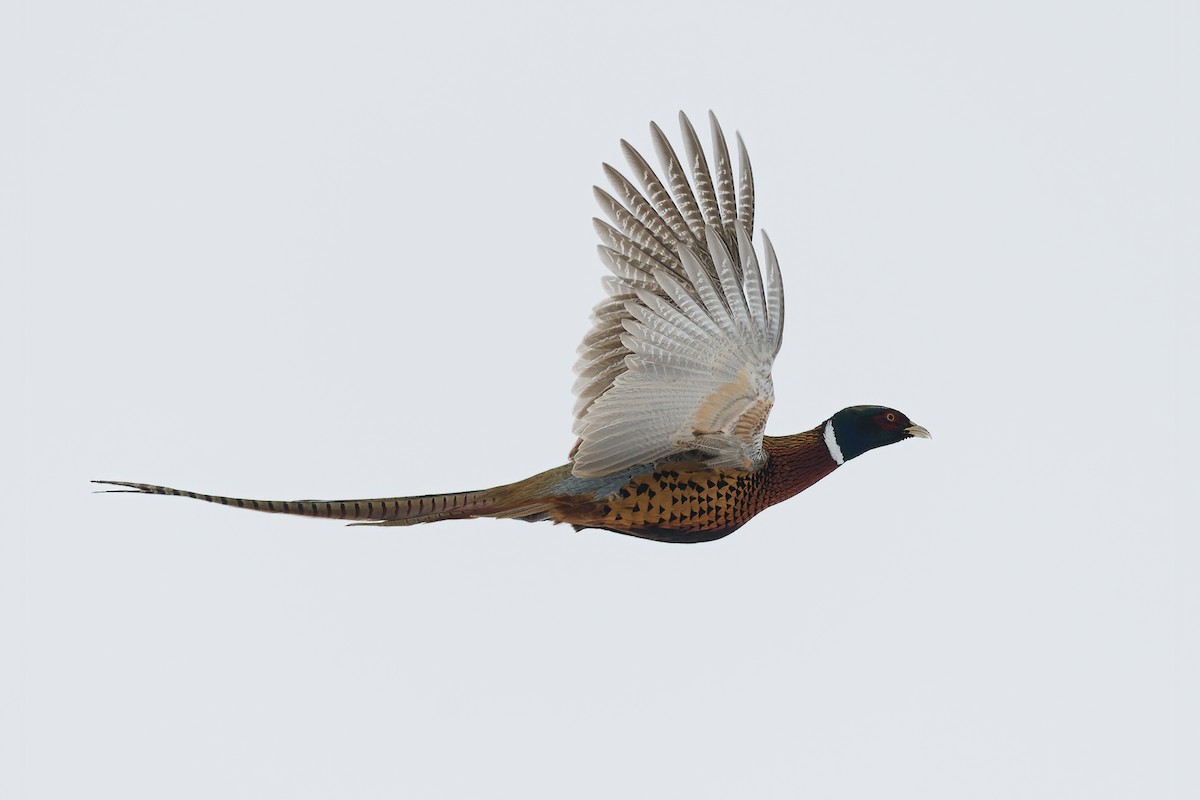 Ring-necked Pheasant - ML646359185