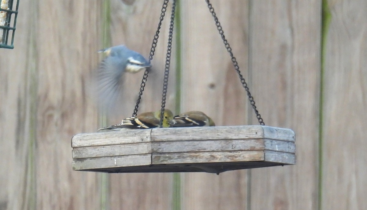 Red-breasted Nuthatch - ML646359186