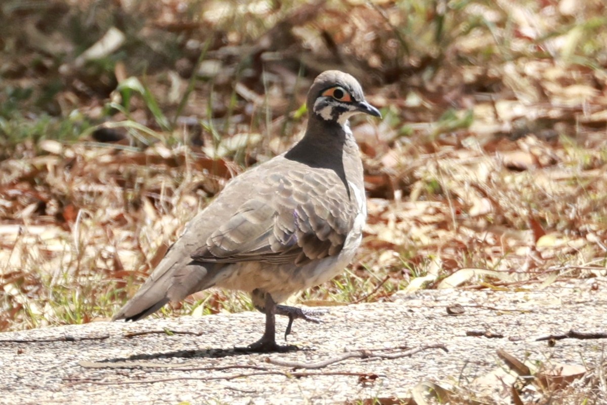 rypedue - ML646359187