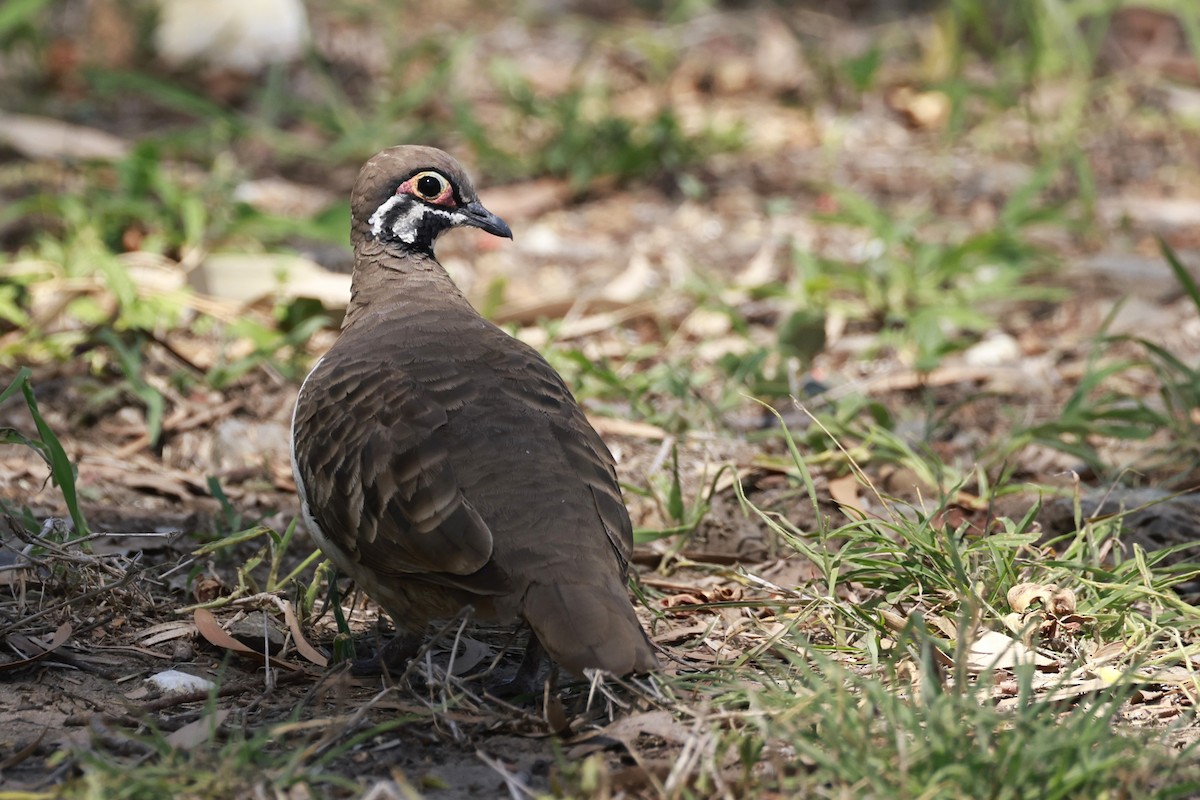 rypedue - ML646359188