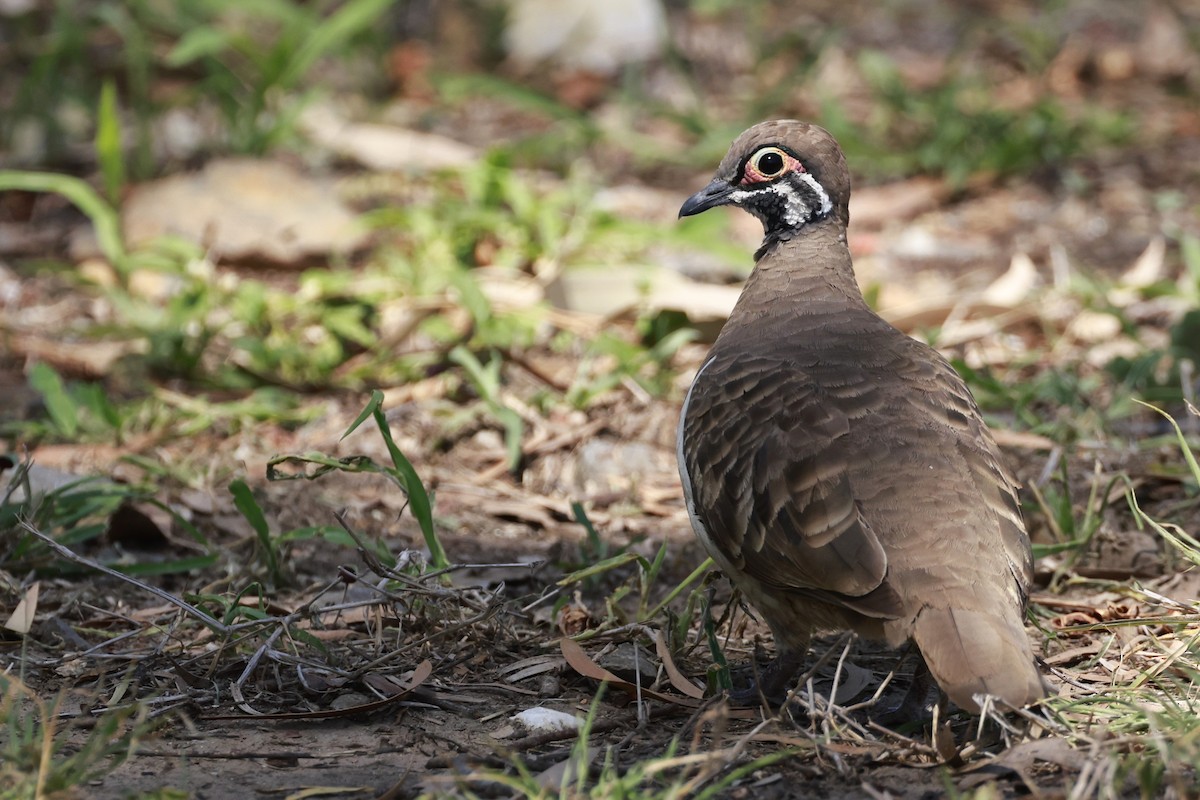 rypedue - ML646359189