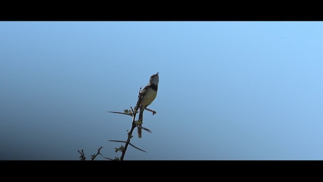 Black-chested Prinia - ML646359190