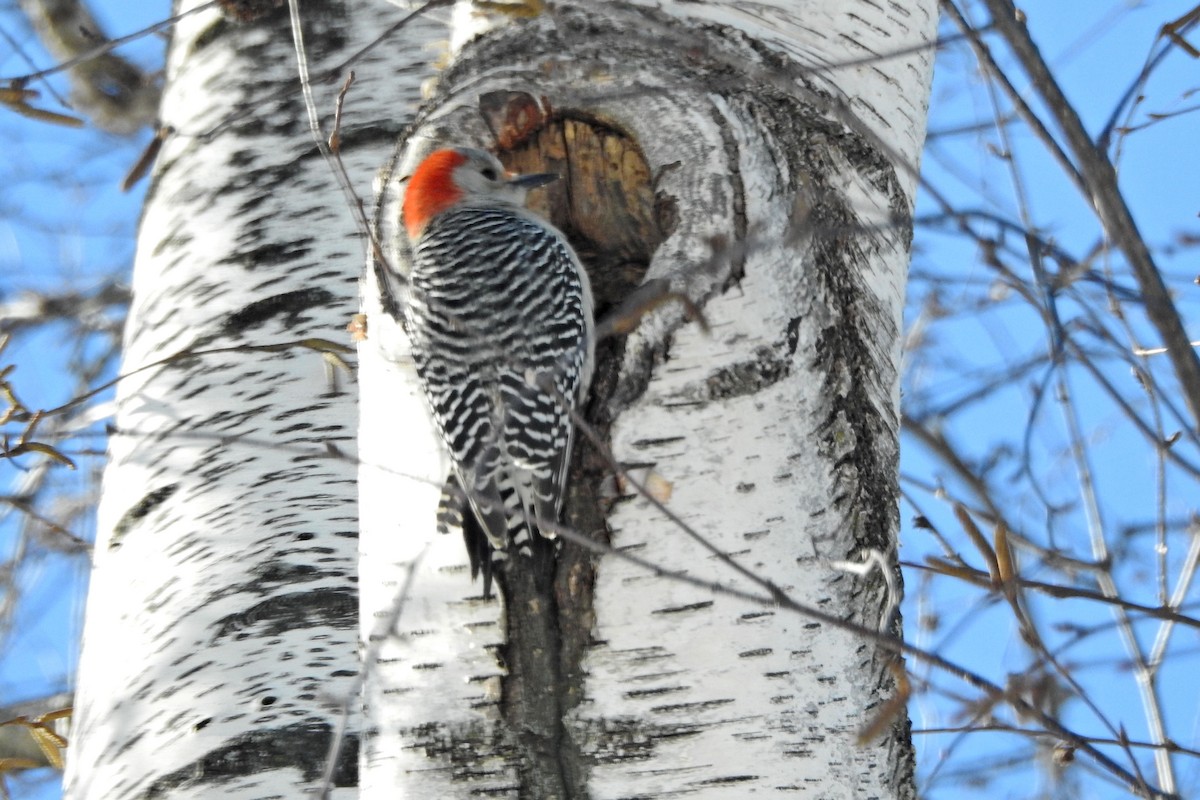 Red-bellied Woodpecker - ML646359191