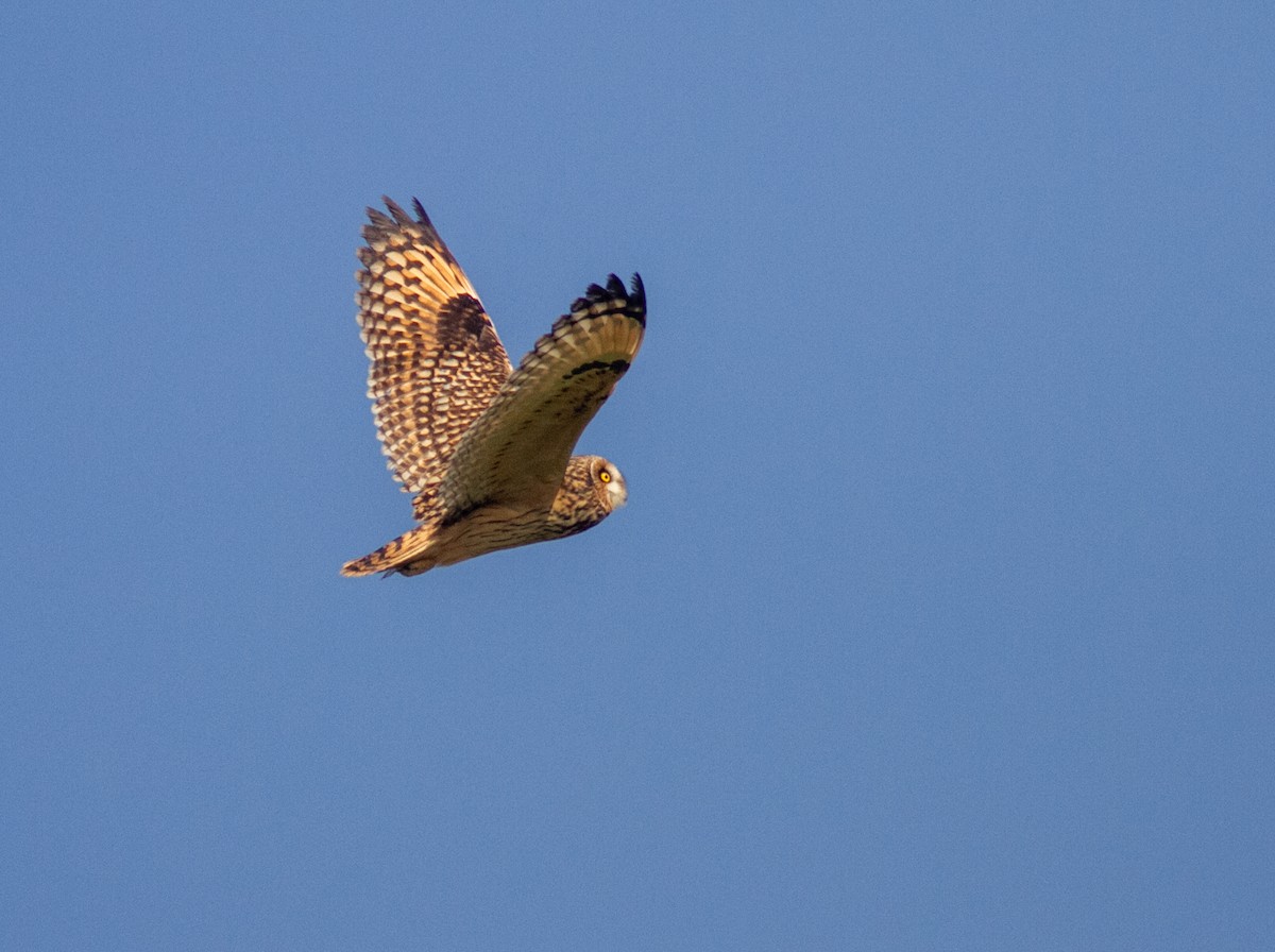 Short-eared Owl - ML646359192