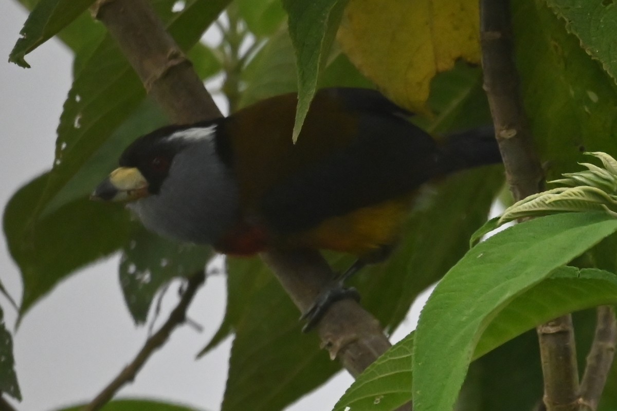 Toucan Barbet - ML646359193