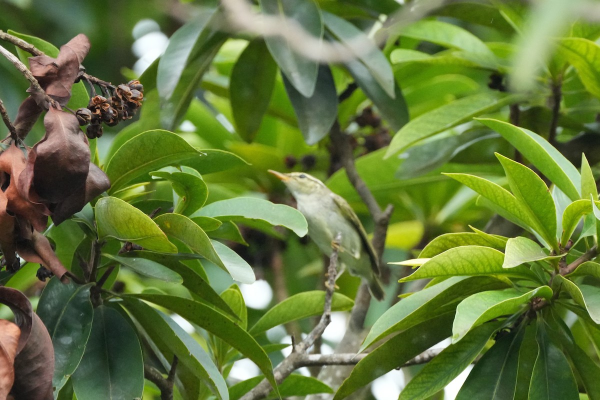 lappsanger - ML646359194