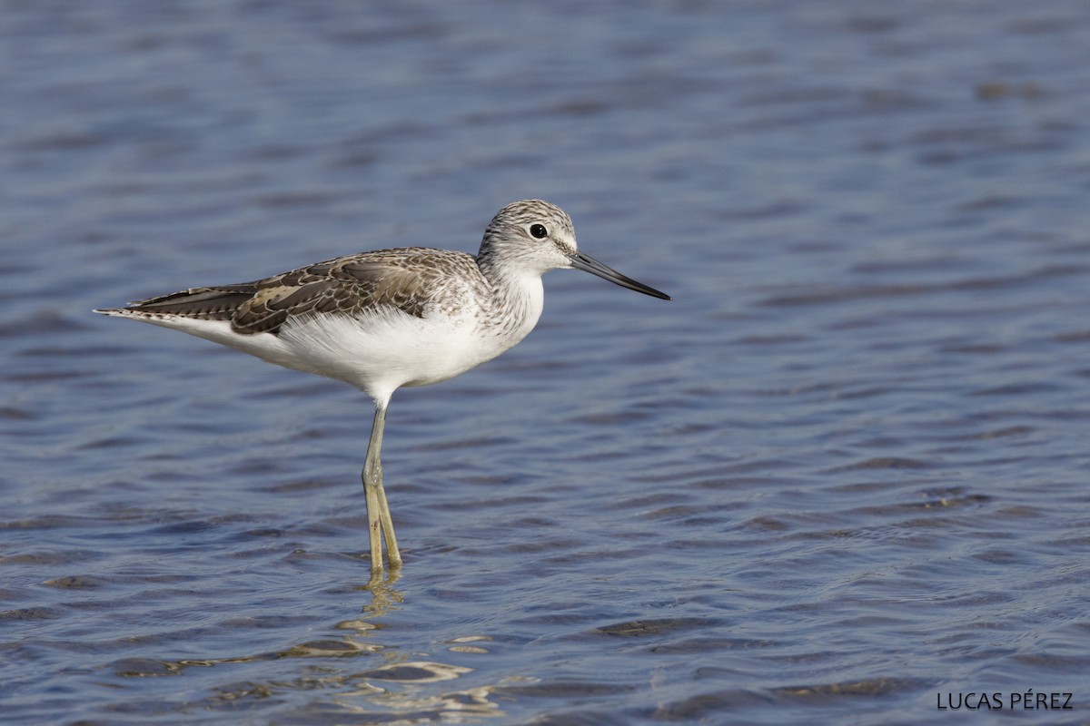 Grünschenkel - ML646359195