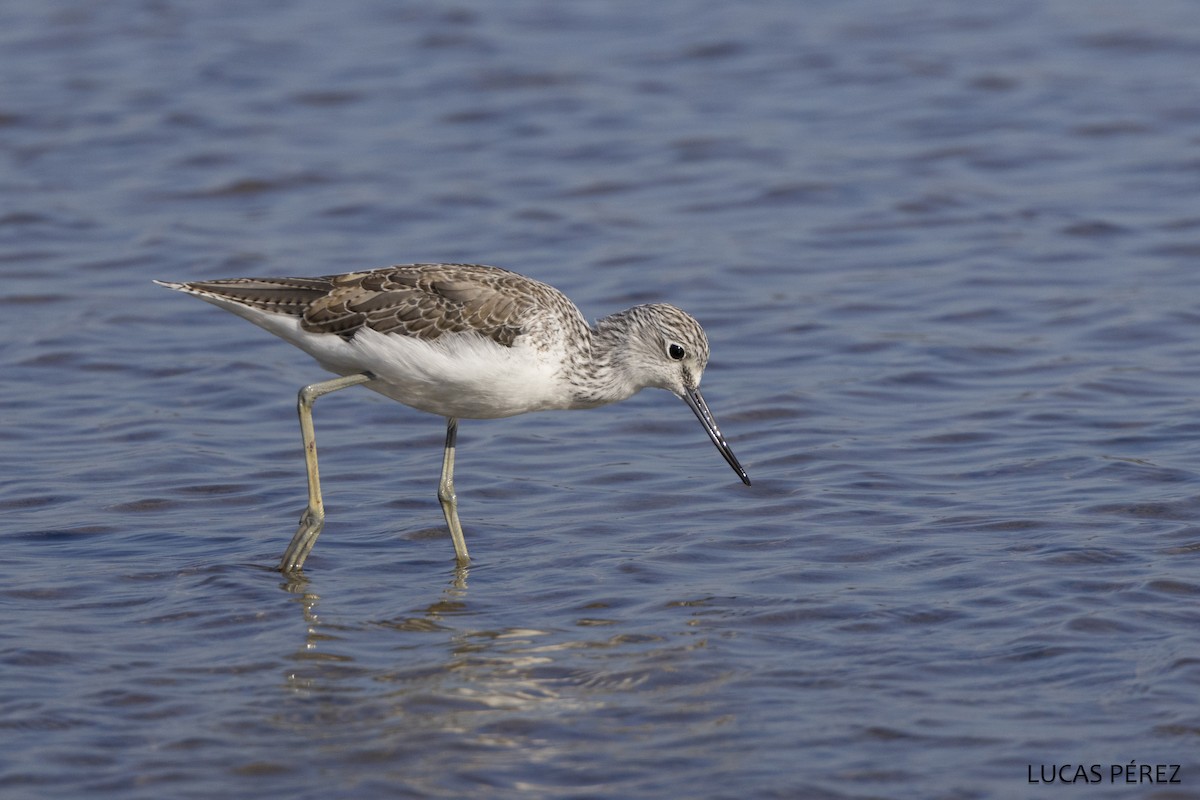 Grünschenkel - ML646359196