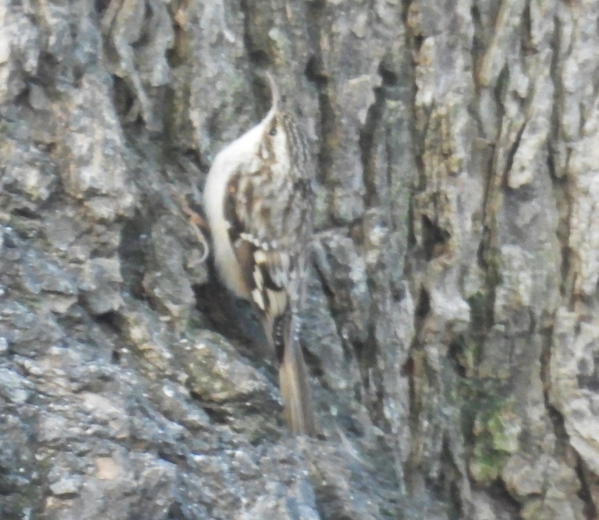 Brown Creeper - ML646359197