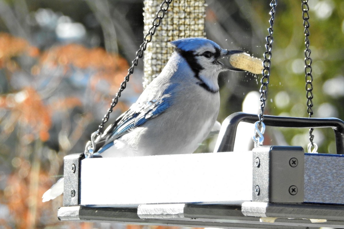 Geai bleu - ML646359199