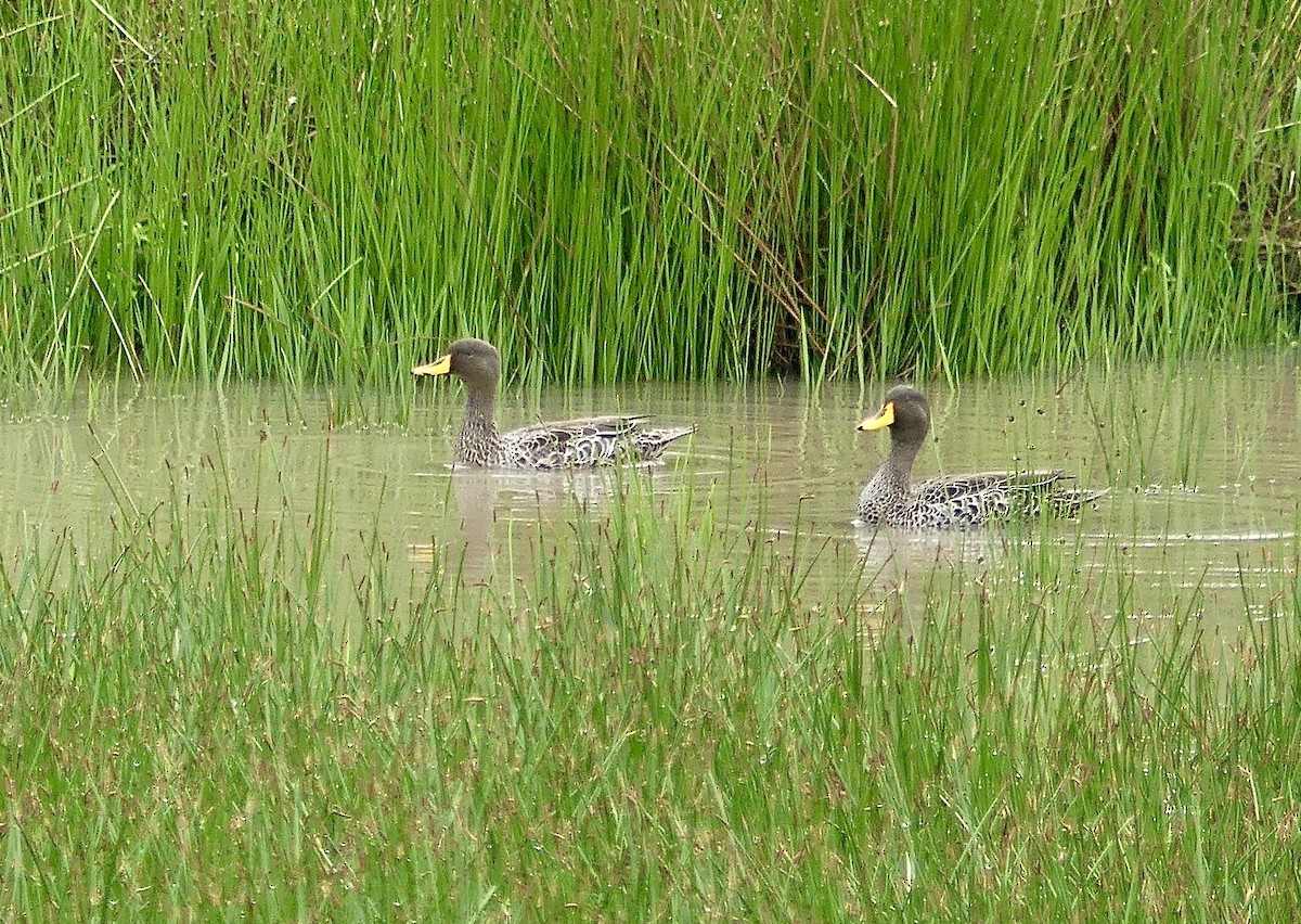 Gelbschnabelente - ML646359203