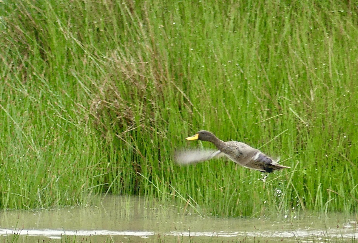 Gelbschnabelente - ML646359204