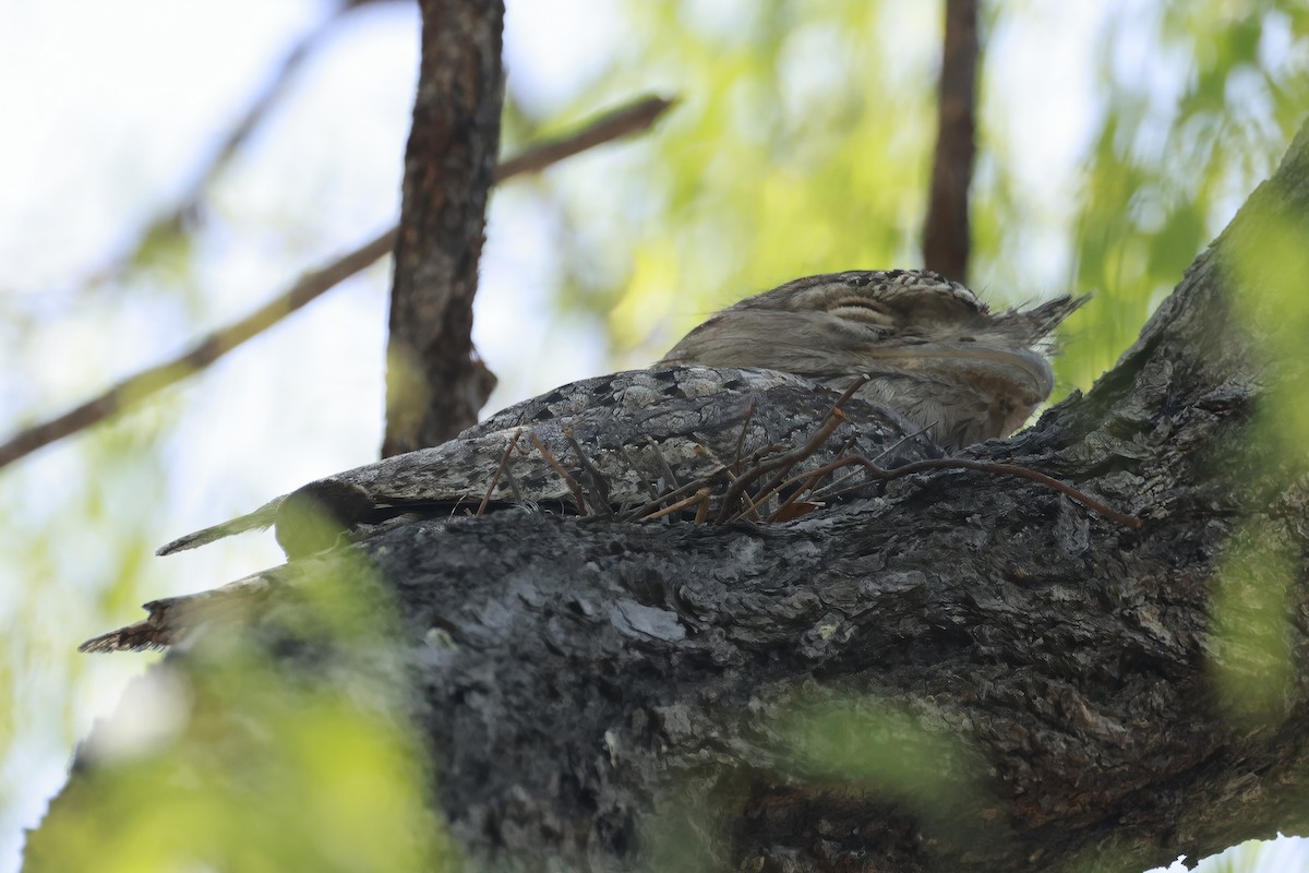 Eulenschwalm - ML646359205