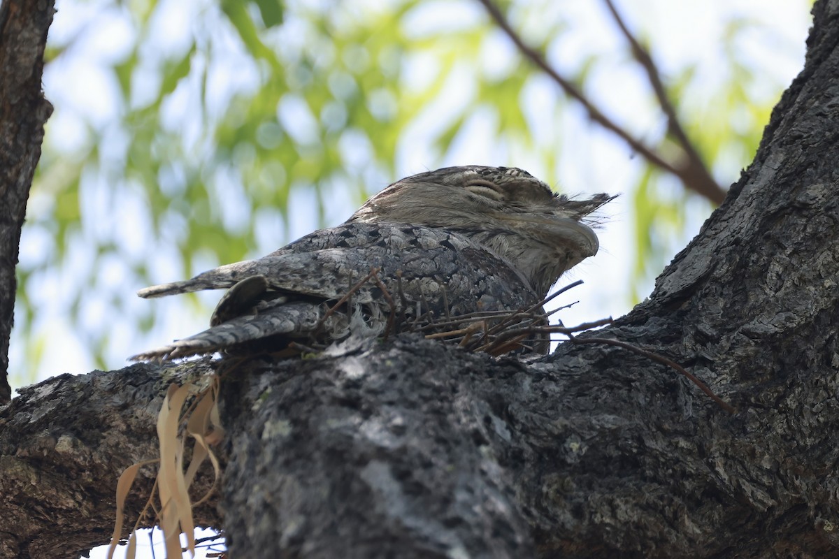 Eulenschwalm - ML646359206