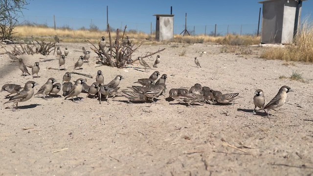 Sociable Weaver - ML646359208