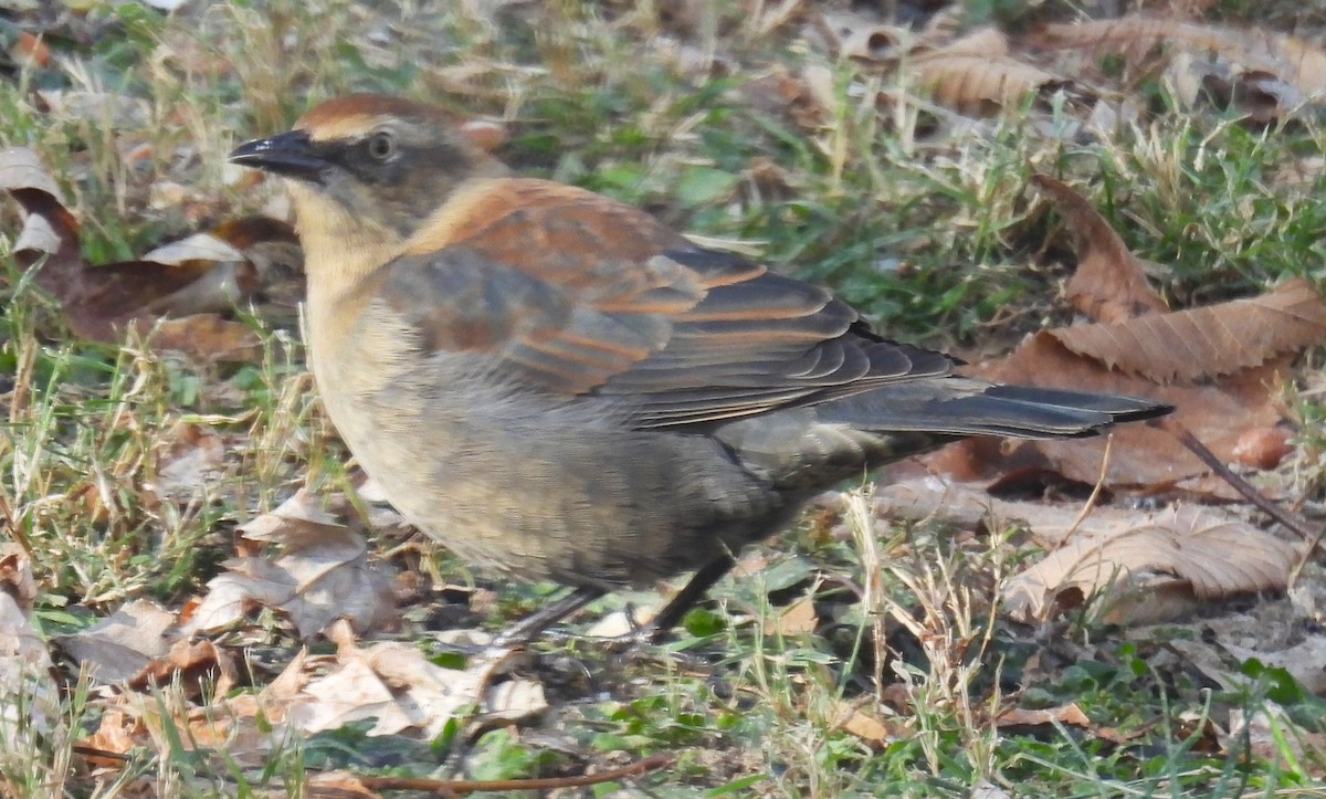 Roststärling - ML646359209