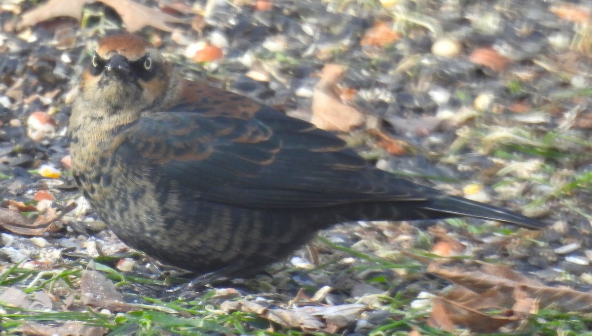 Roststärling - ML646359210