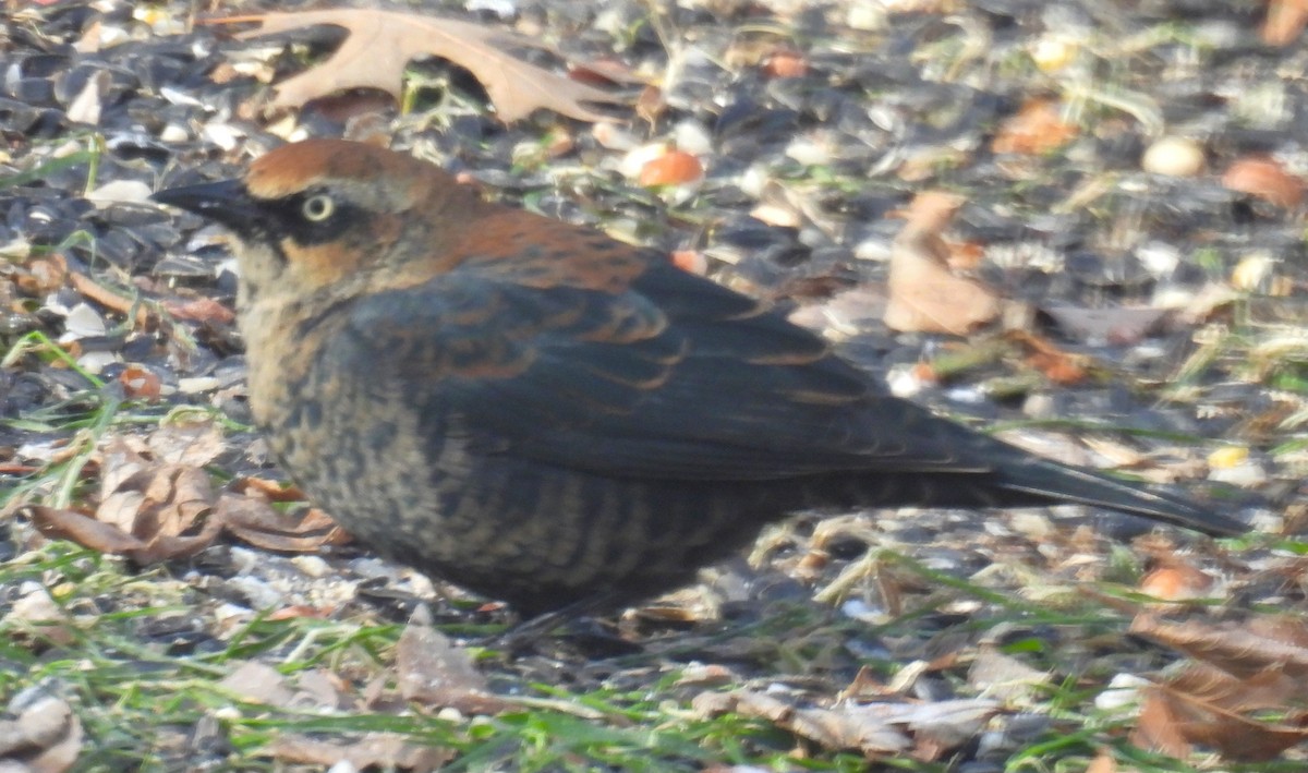 Roststärling - ML646359211