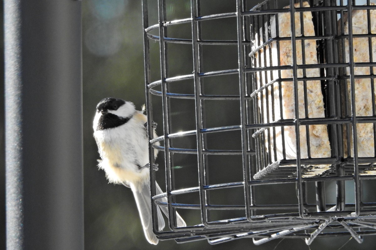 Schwarzkopfmeise - ML646359213