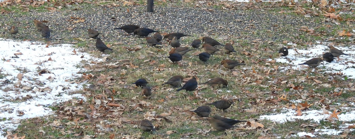 Roststärling - ML646359214