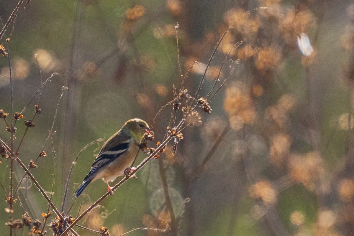 Goldzeisig - ML646359215