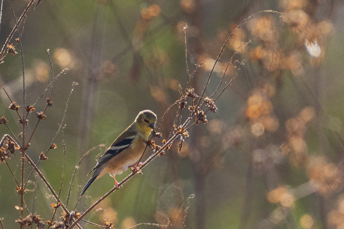 Goldzeisig - ML646359216