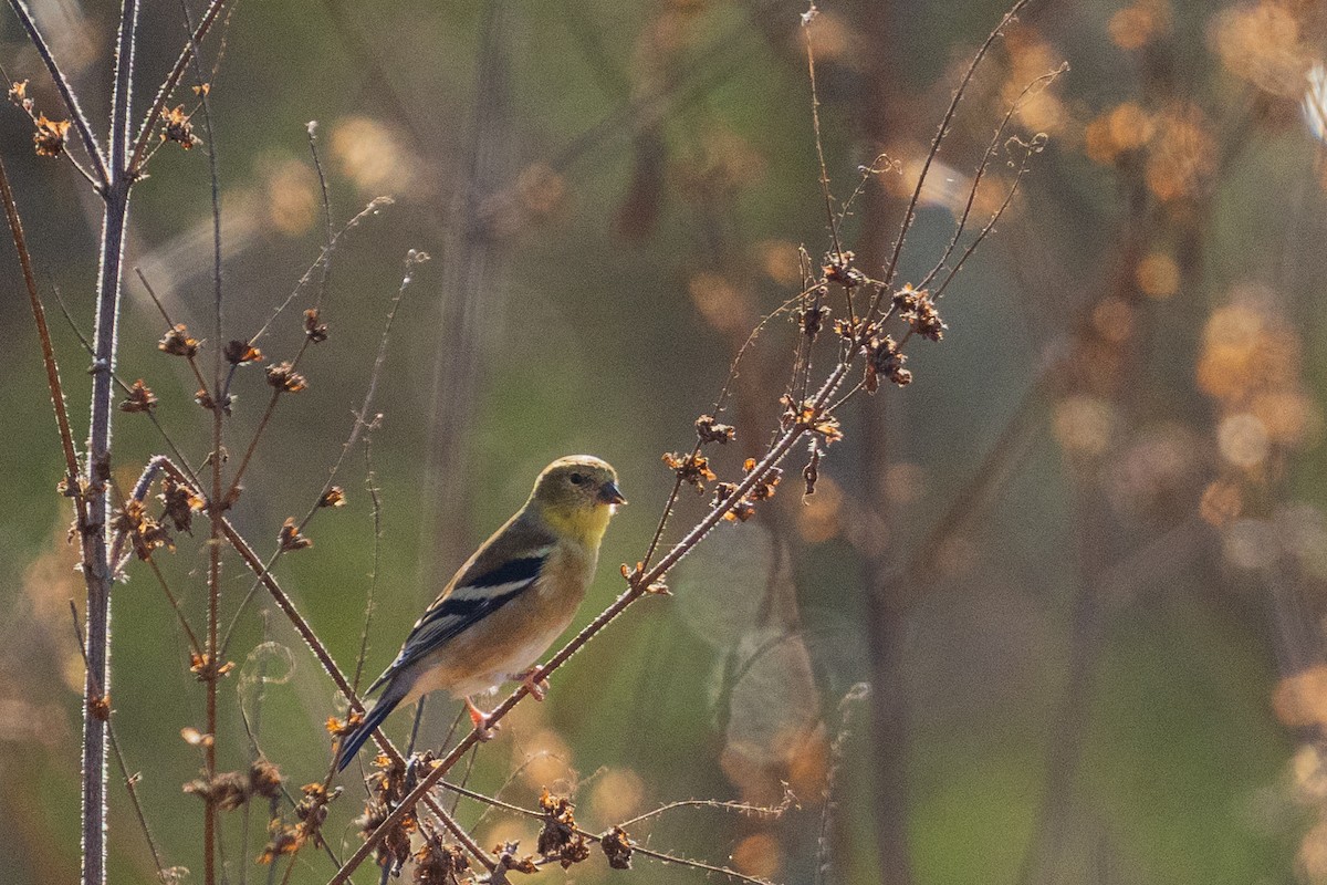 Goldzeisig - ML646359217