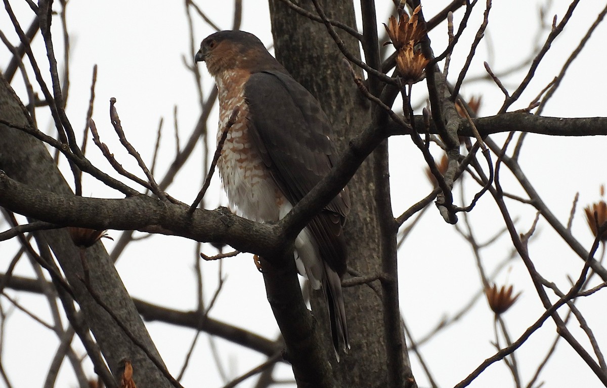 Rundschwanzhabicht - ML646359218