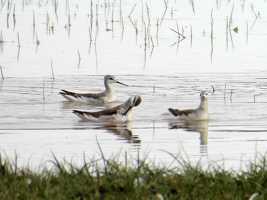 Wilsonwassertreter - ML646359220