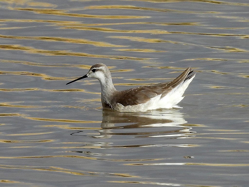 Wilsonwassertreter - ML646359221