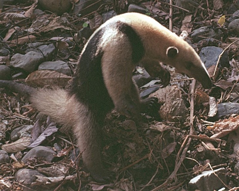 Northern Tamandua - ML646359222