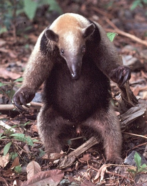 Northern Tamandua - ML646359223
