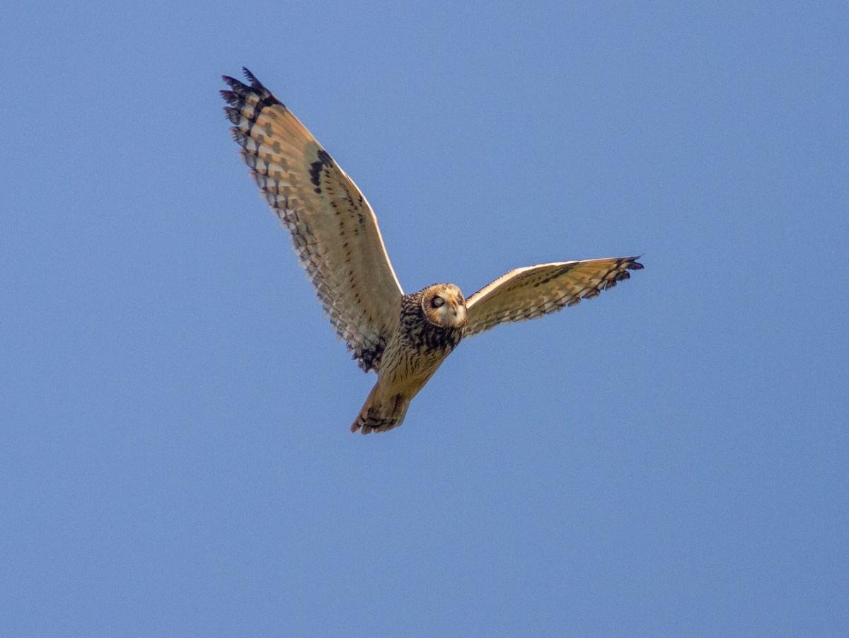 Sumpfohreule - ML646359224