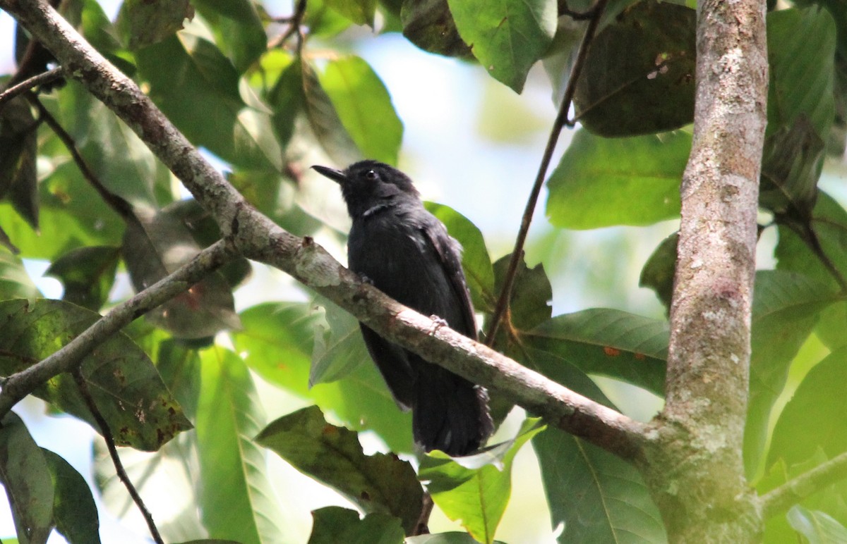 Divisorameisenwürger - ML646359225