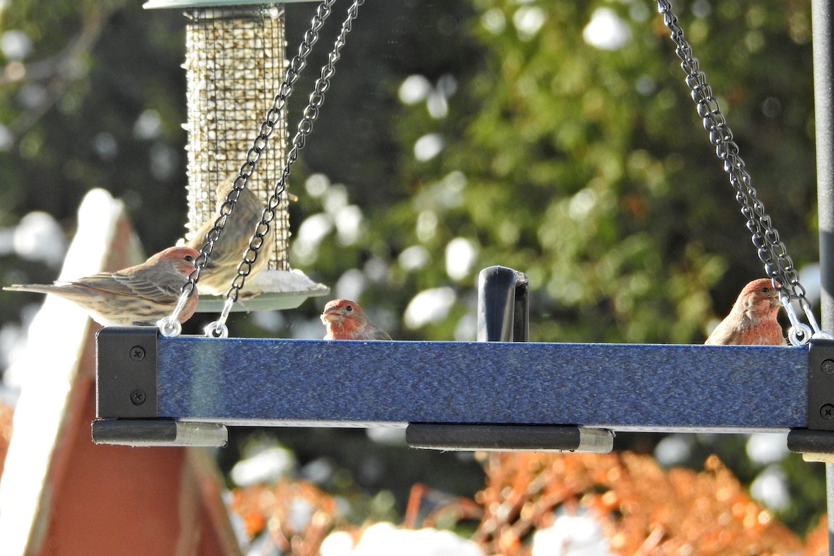 Hausgimpel - ML646359227