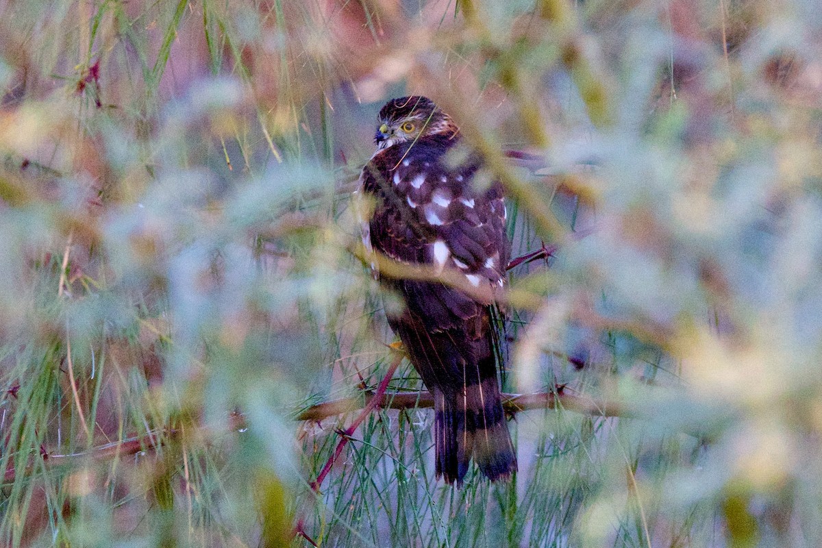 Eckschwanzsperber - ML646359228