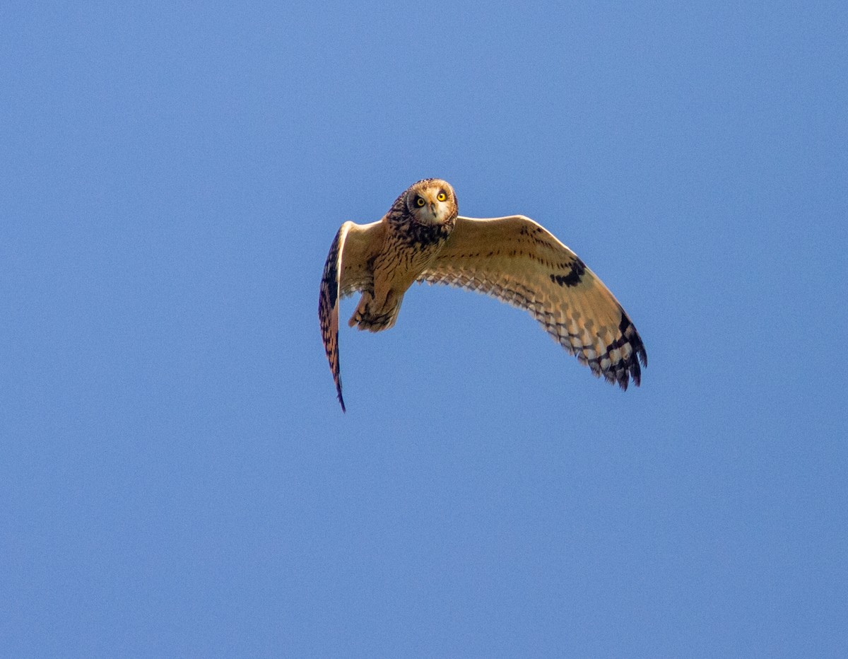 Sumpfohreule - ML646359229