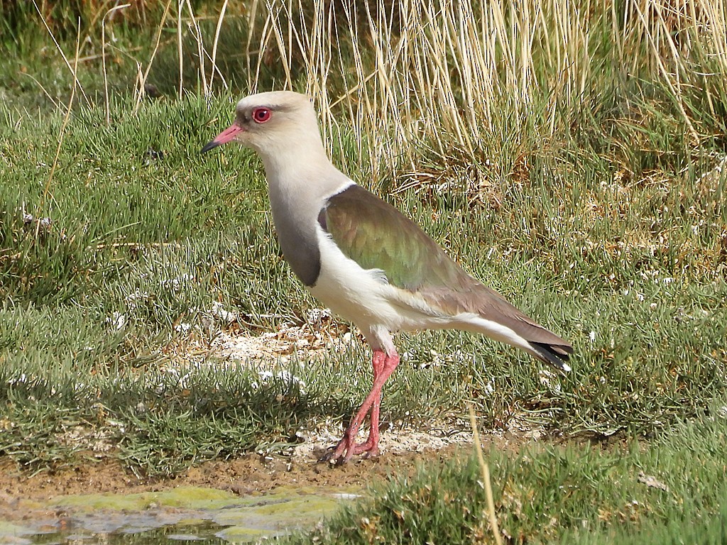 Andenkiebitz - ML646359233