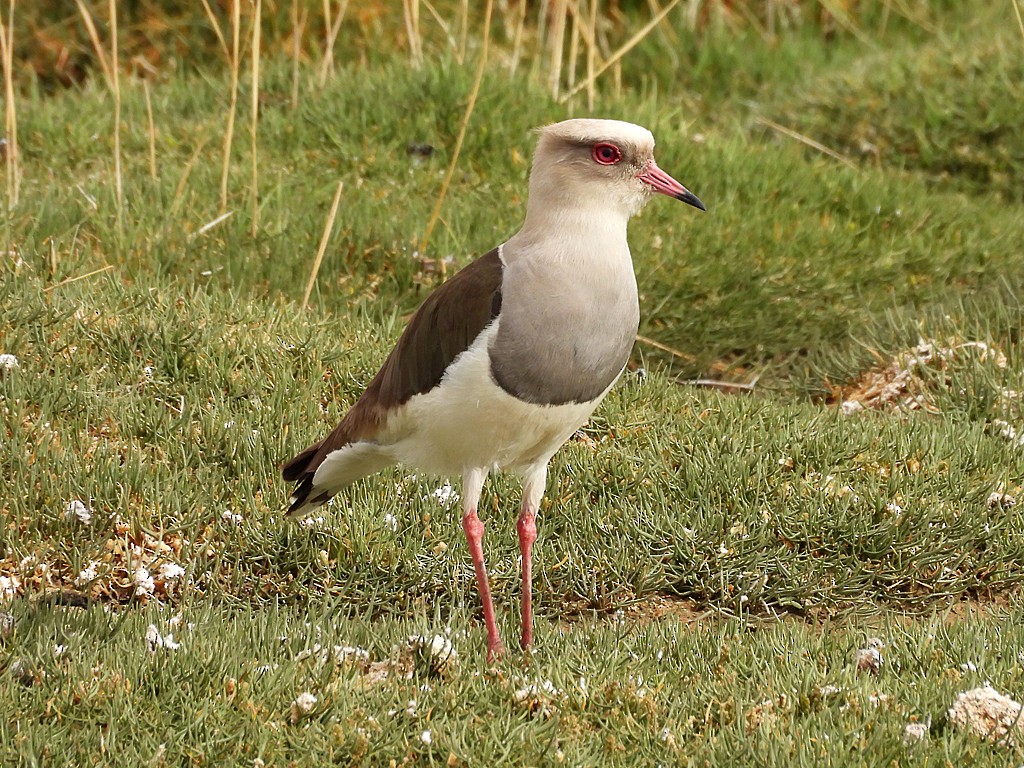 Andenkiebitz - ML646359234