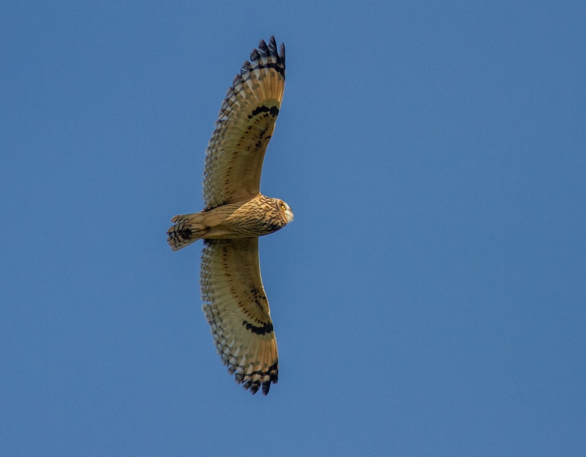 Sumpfohreule - ML646359235