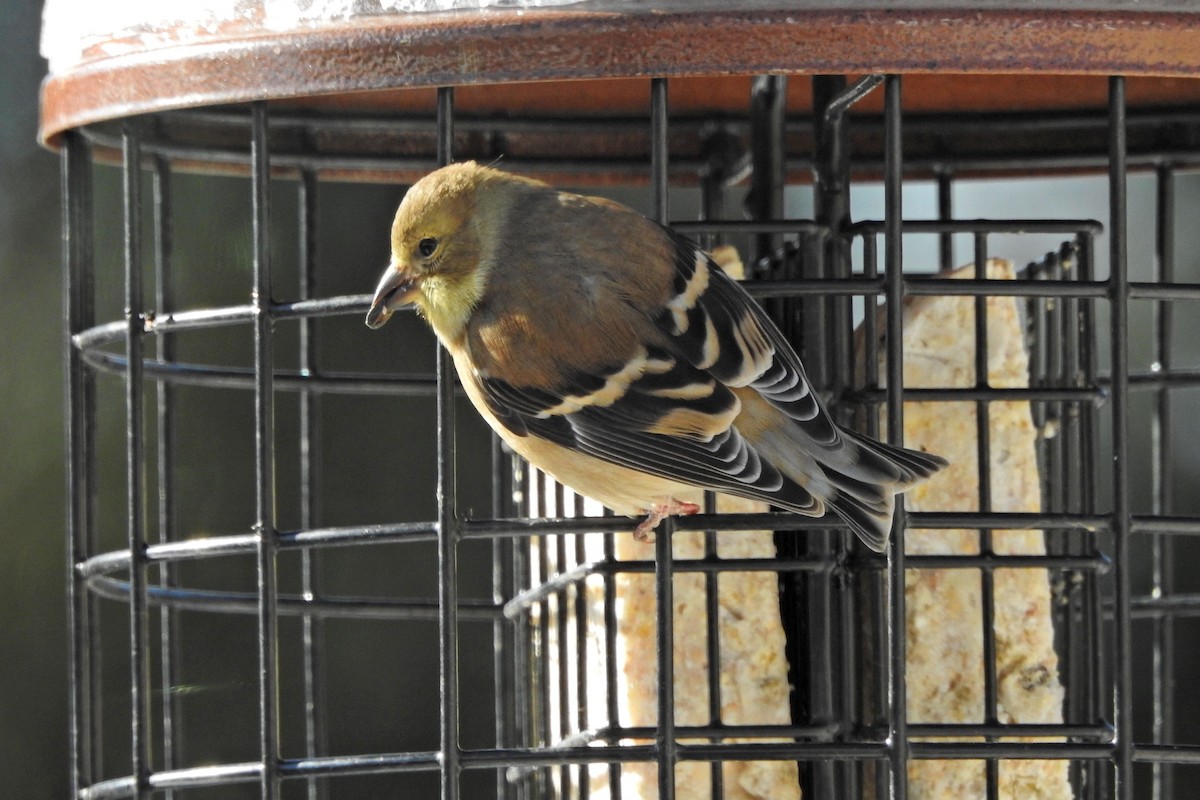 Goldzeisig - ML646359236