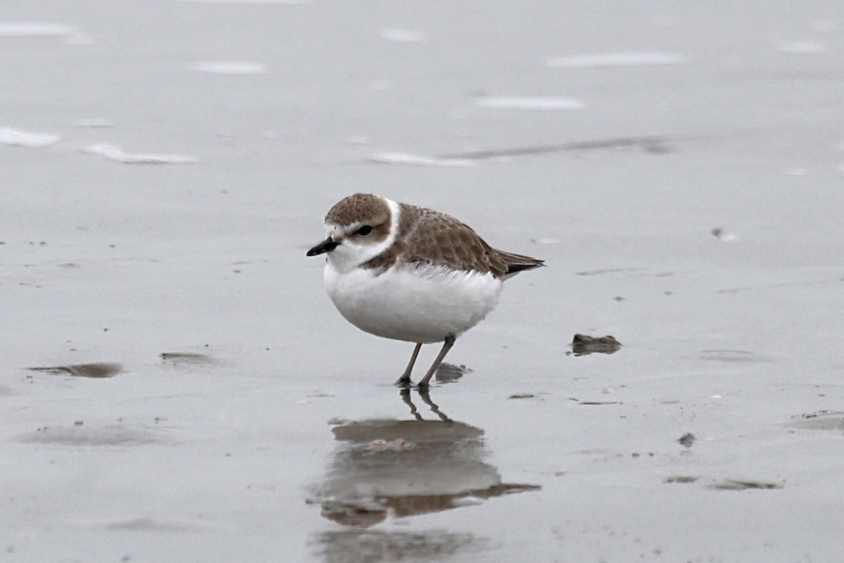 Schneeregenpfeifer - ML646359237