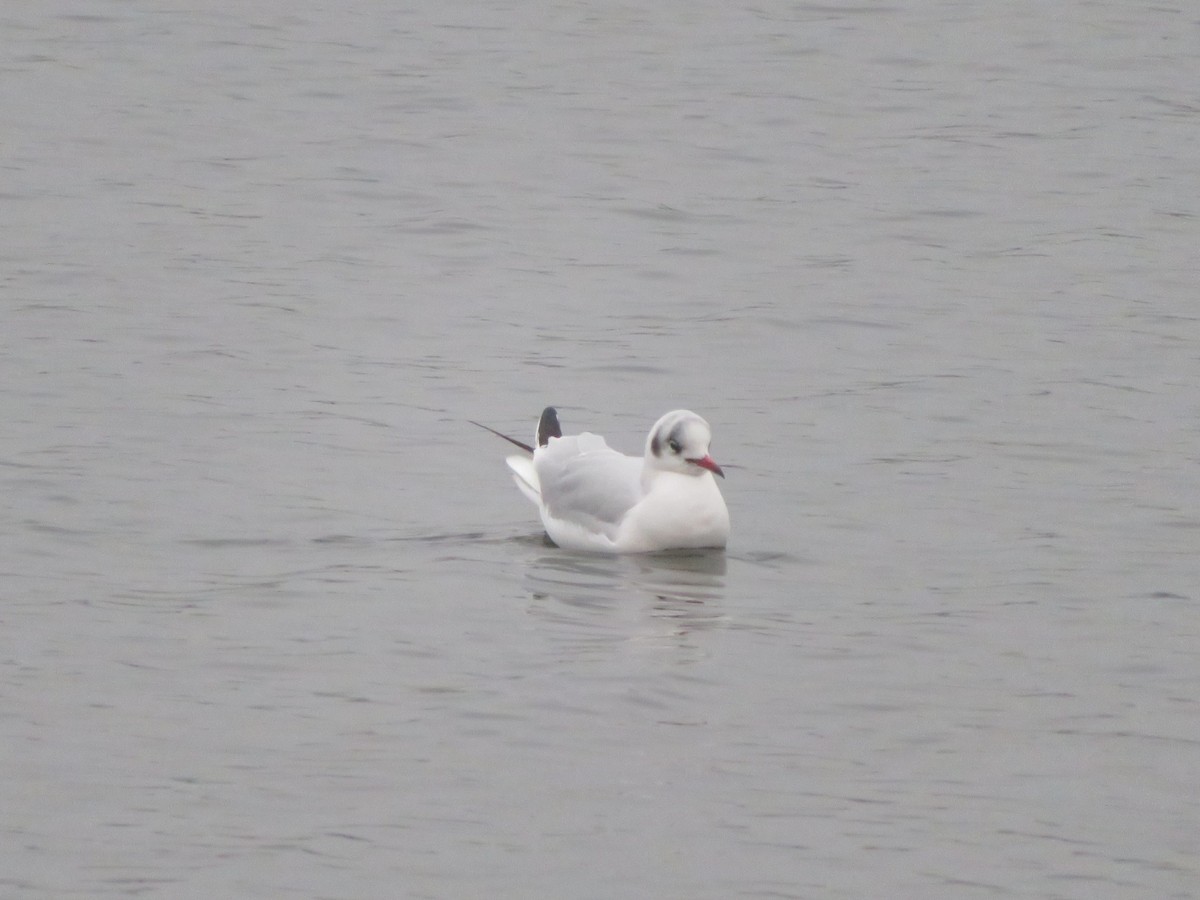 Black-headed Gull - ML646359238
